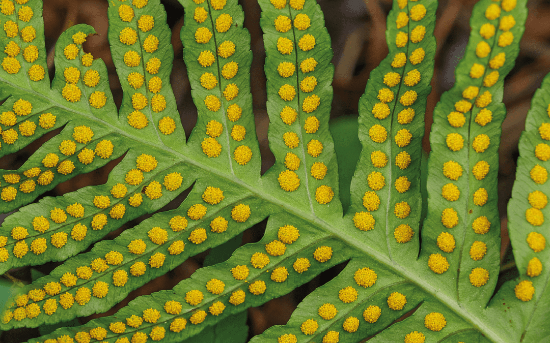 Evolución con esencia: la nueva estrategia de comunicación